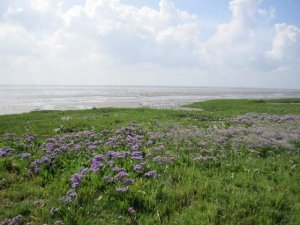 bloeiende lamsoor bij het wad
